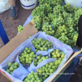 China fresh red grape fruit green grape price